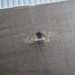 Resigilat: Calorifer vertical 20 / 1400 x 600, din otel, EURAD-PLUS
